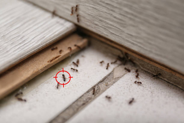 Wasp Removal Services in Elm Creek, TX