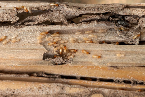 Pest Control for Restaurants in Elm Creek, TX