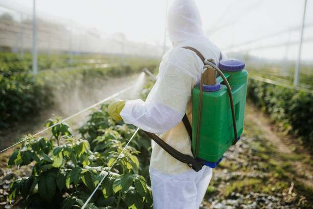 Best Wasp Removal Services  in Elm Creek, TX